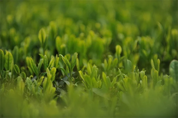 4 Elodea Varieties: Spot the Differences Fast