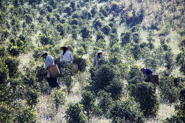 How to Choose the Best Trees for Bees